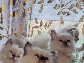 Ragdoll cats 4 absolutely stunning ragdoll kittens - Advert 1