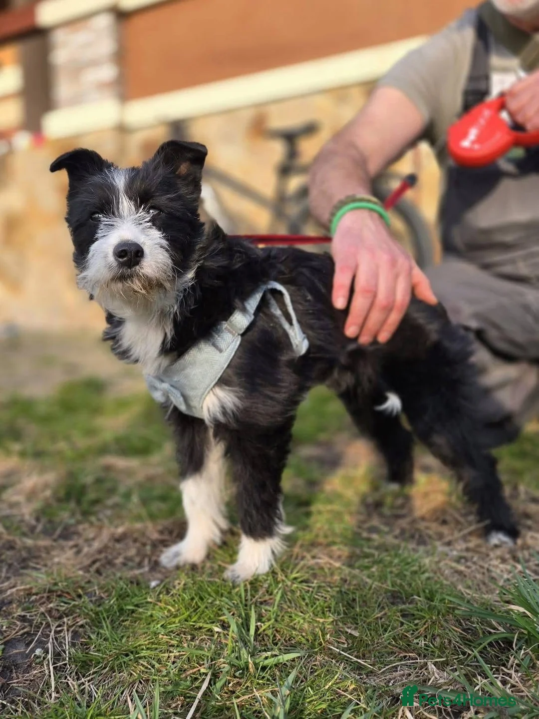 Mixed Breed dogs for adoption: ❤️🐶PANDA in Burton-on-Trent - Advert 17