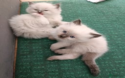 Ragdoll cats for sale: 💞 Beautiful Ragdoll 💞 - Image 9