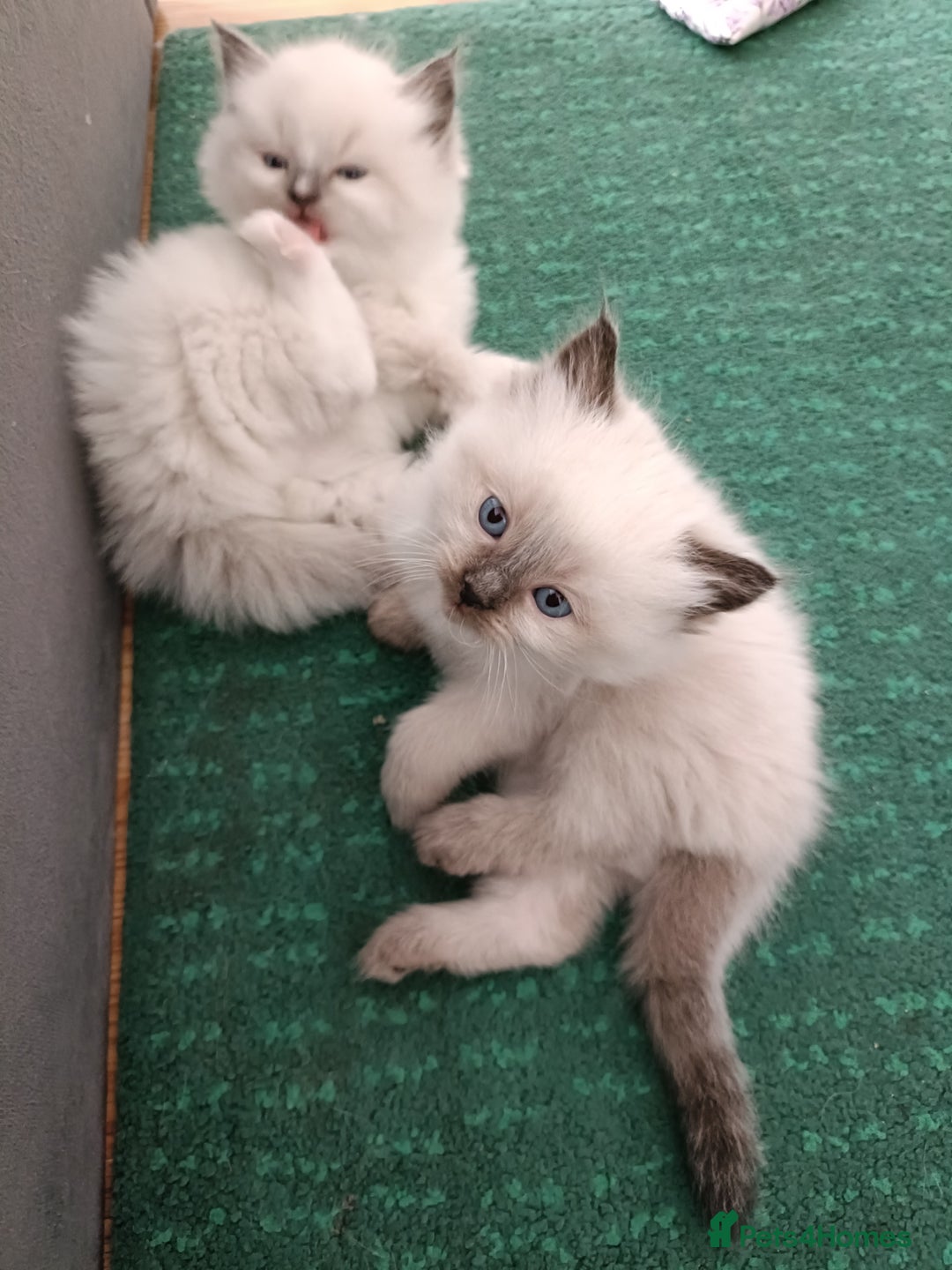 Ragdoll cats for sale: 💞 Beautiful Ragdoll 💞 - Image 9