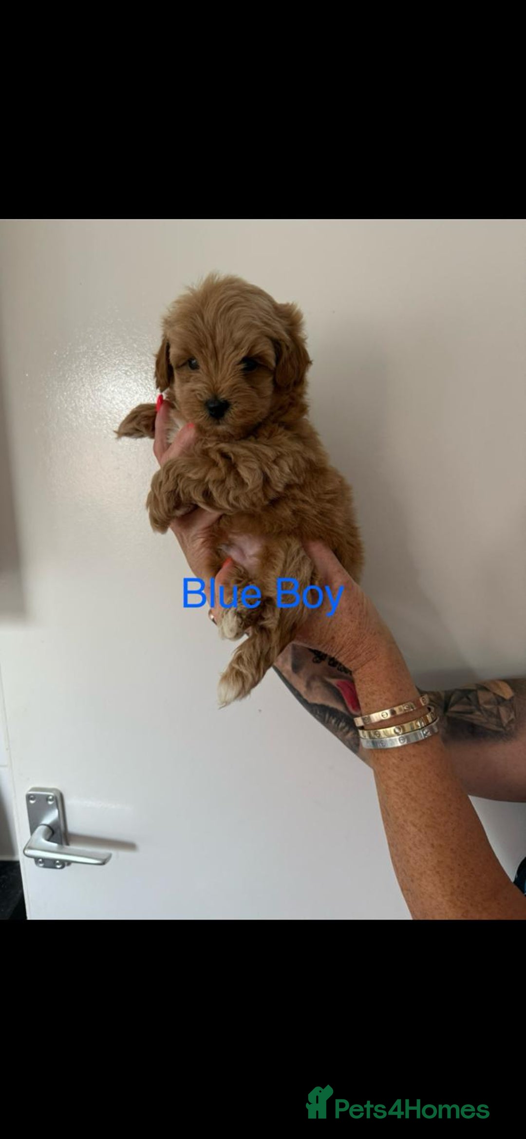 Maltipoo dogs for sale: Maltipoo in Brentwood - Image 9