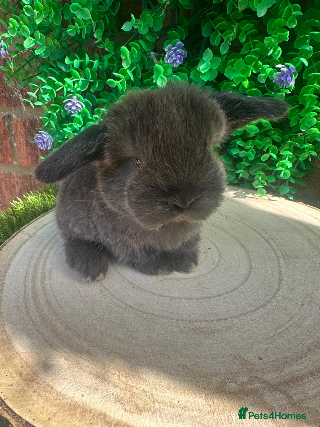 Mini Lop rabbits for sale: Stunning purebred mini lops  - Advert 16