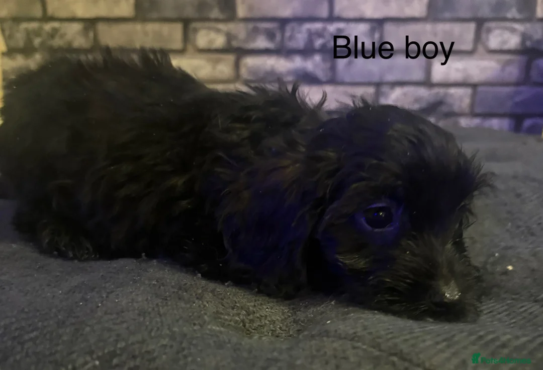 Cockapoo dogs for sale: Beautiful cockapoo puppies  - Advert 7