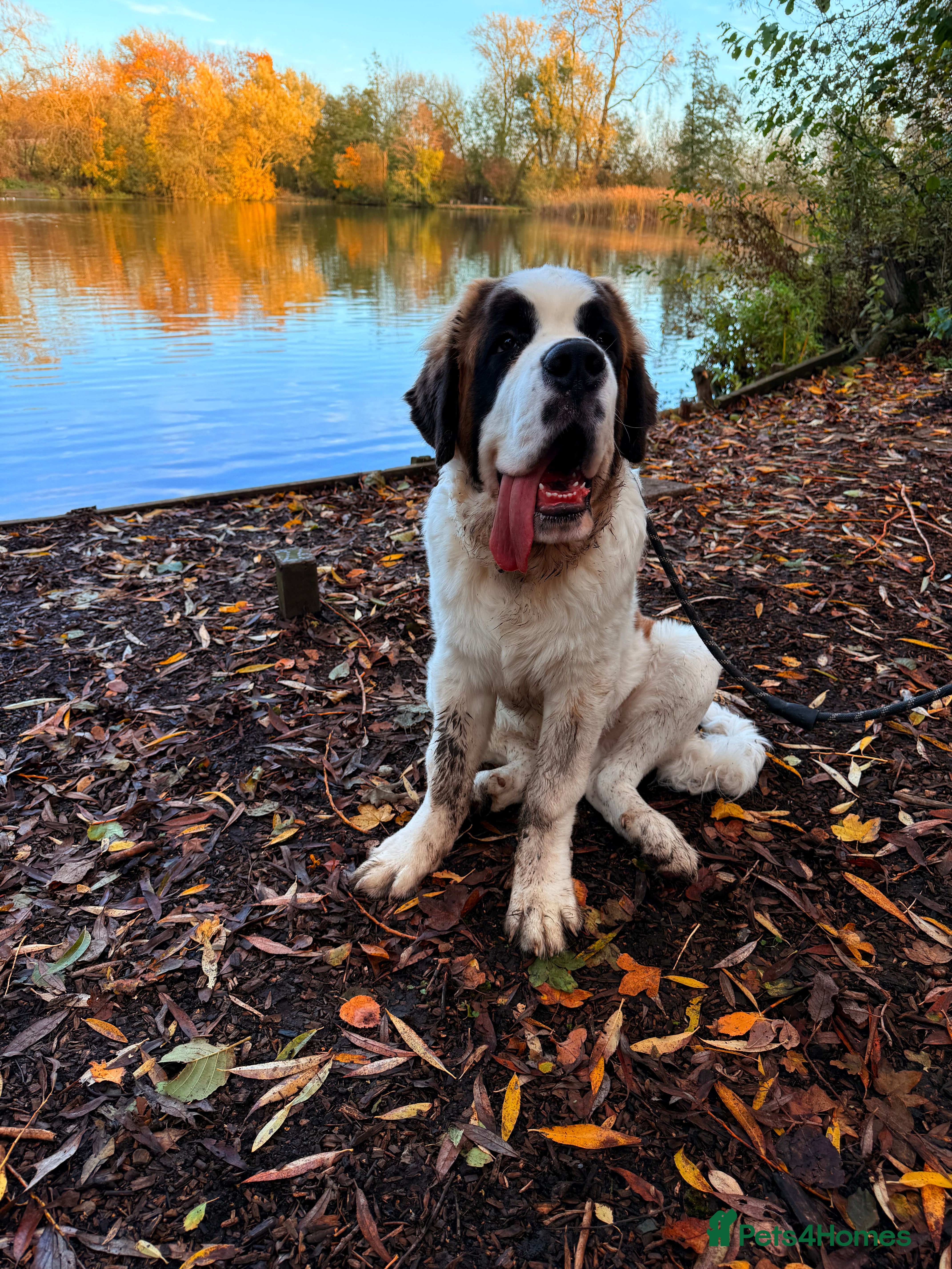 Saint Bernard dogs 8month old Male Saint Bernard  - Advert 3