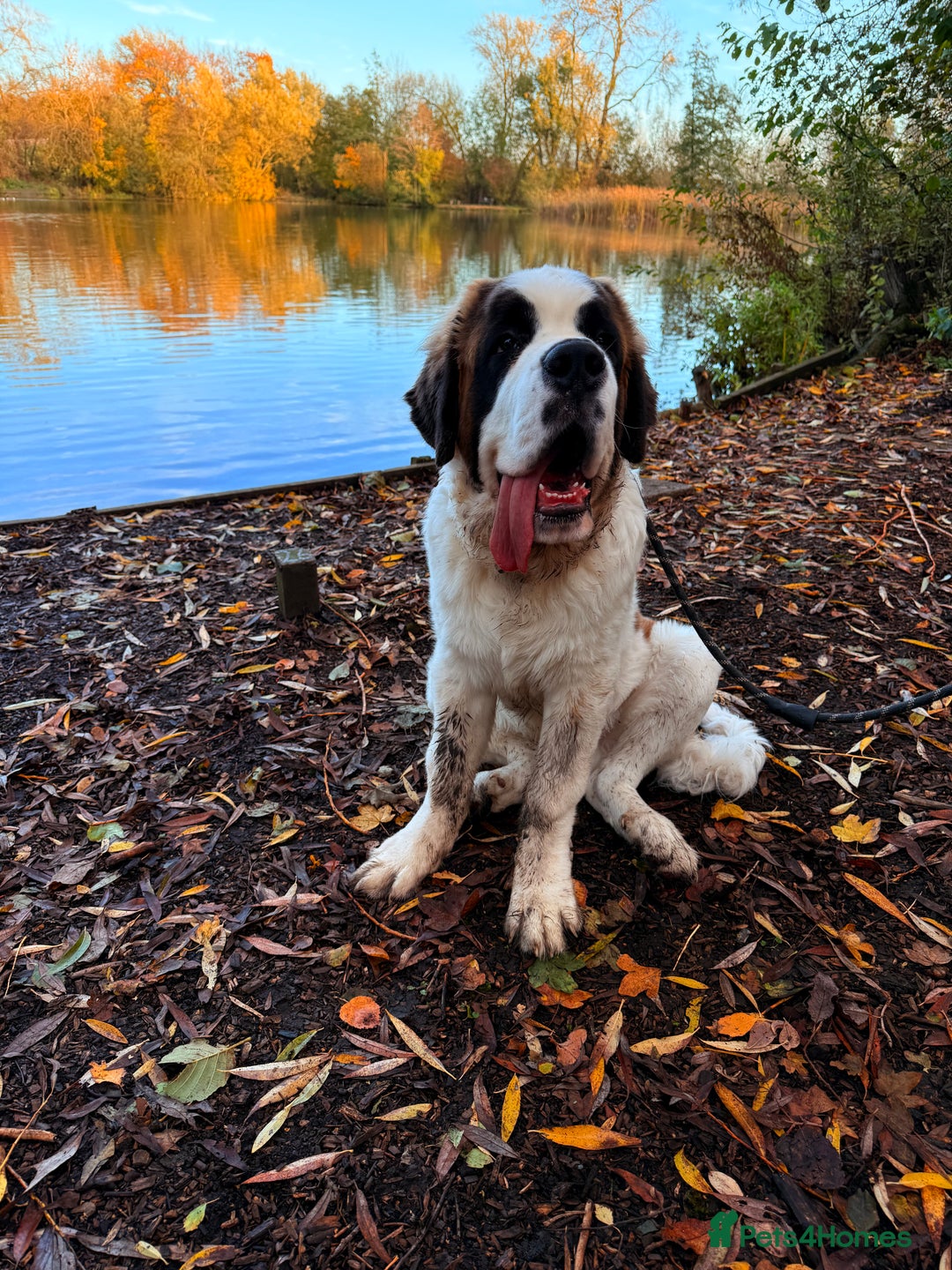 Saint Bernard dogs for sale: 8month old Male Saint Bernard  - Advert 1