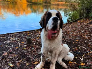 Saint Bernard dogs 8month old Male Saint Bernard - Advert 3