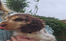 Cocker Spaniel dogs for sale: Sable Show Cocker spaniel Puppies ready now - Image 7