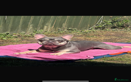 French Bulldog dogs for stud: French Bulldog for Stud! KC Registered! in Chester - Image 1