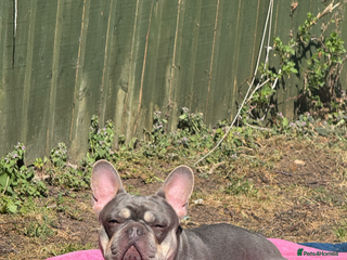 French Bulldog dogs in Chester - Advert 21