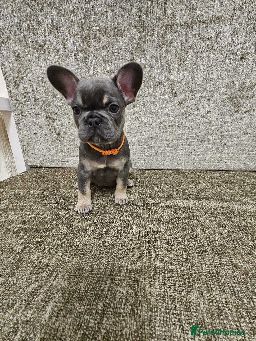 French Bulldog dogs for sale: DISCOUNT AVAILABLE FOR SERIOUSLY INTERESTED BUYERS - Advert 27