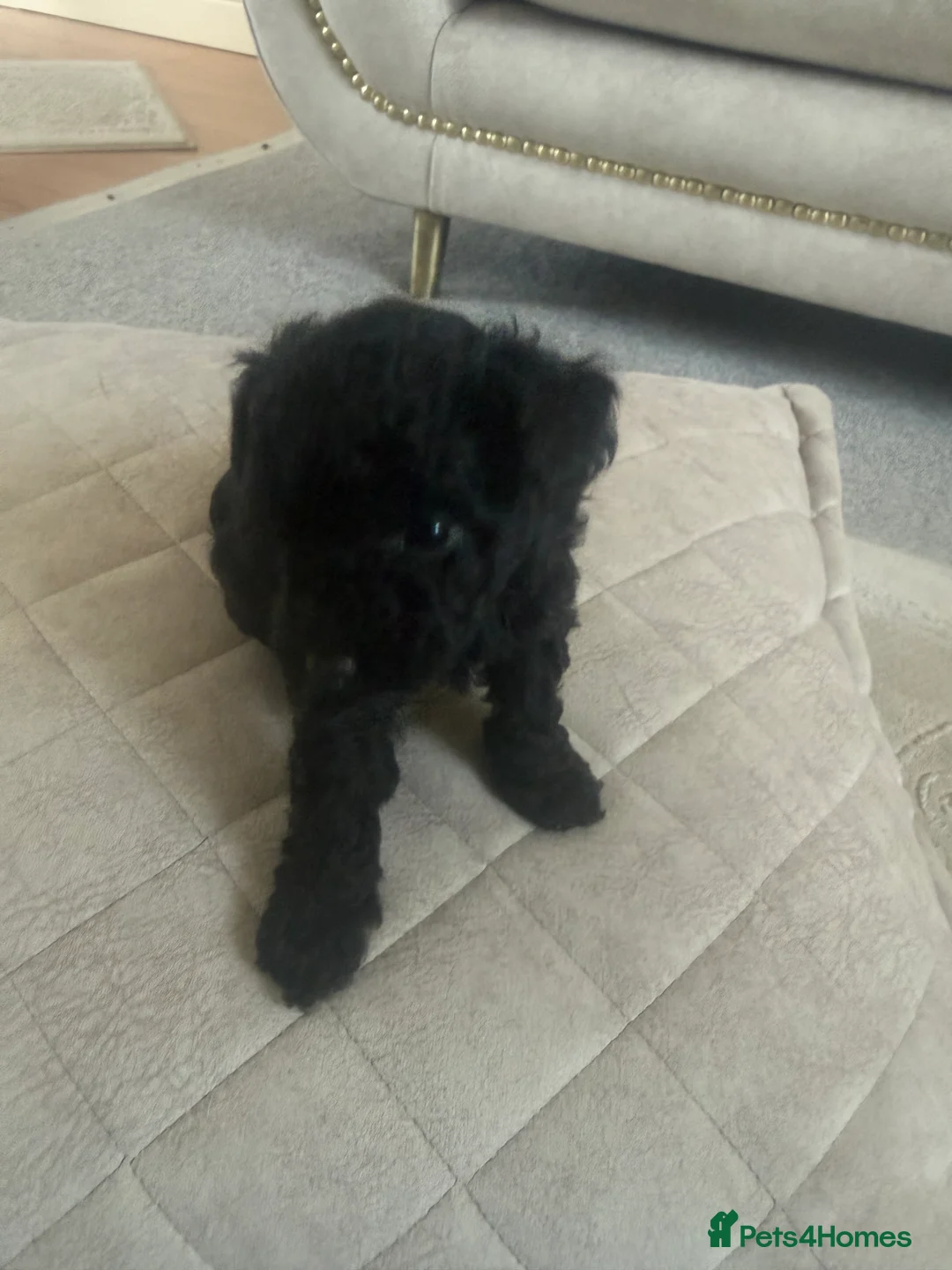 Toy Poodle dogs for sale: Beautiful Toy poodle puppies  - Advert 10
