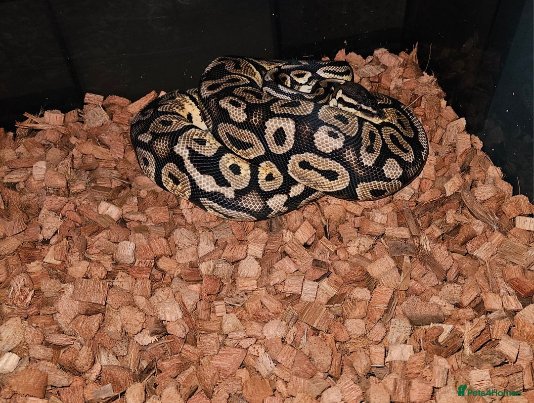 Python Snake reptiles for sale: Female Ball / Royal Python / 2023 - Image 2