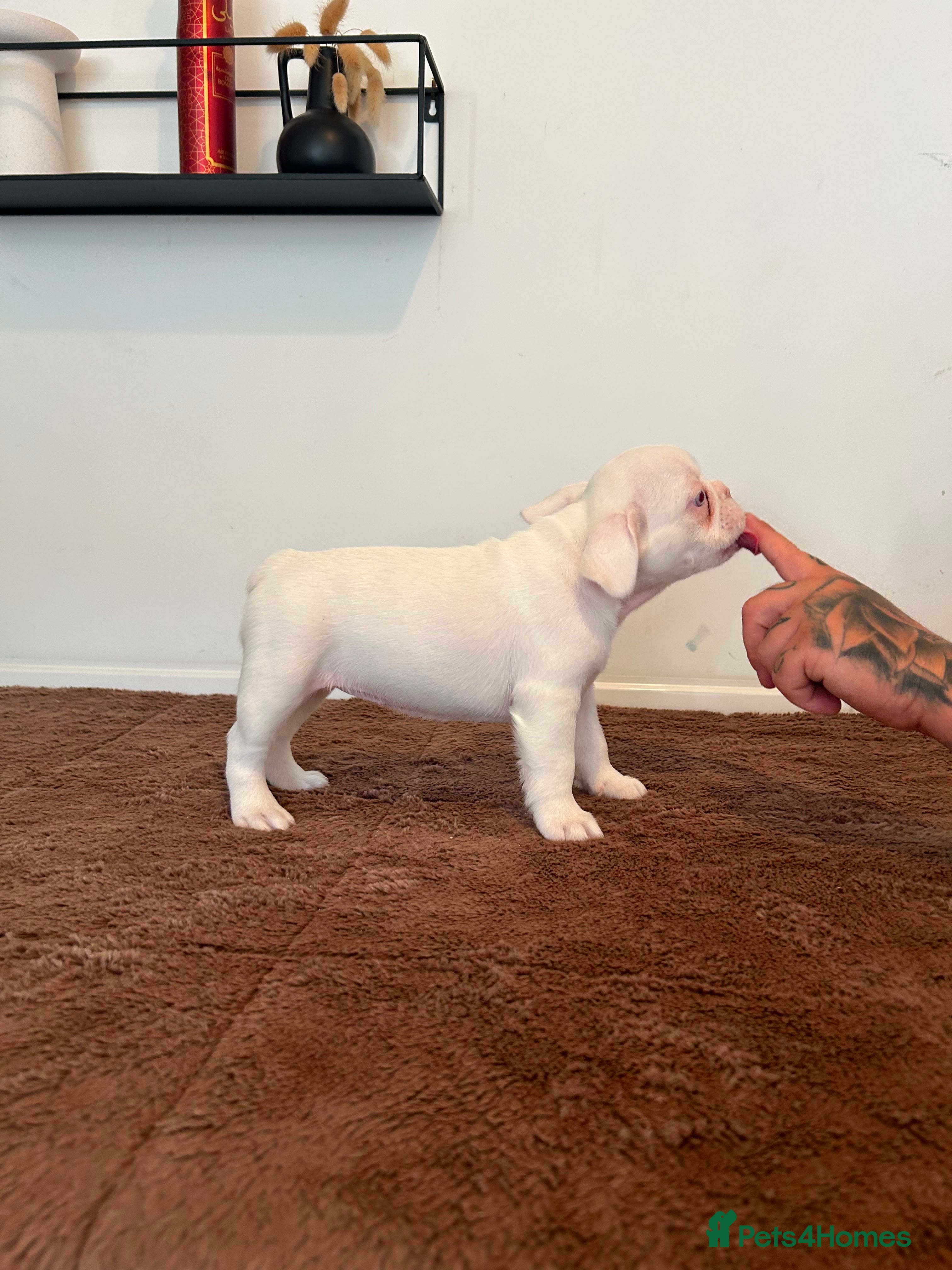 French Bulldog dogs French bulldog puppies  - Advert 2