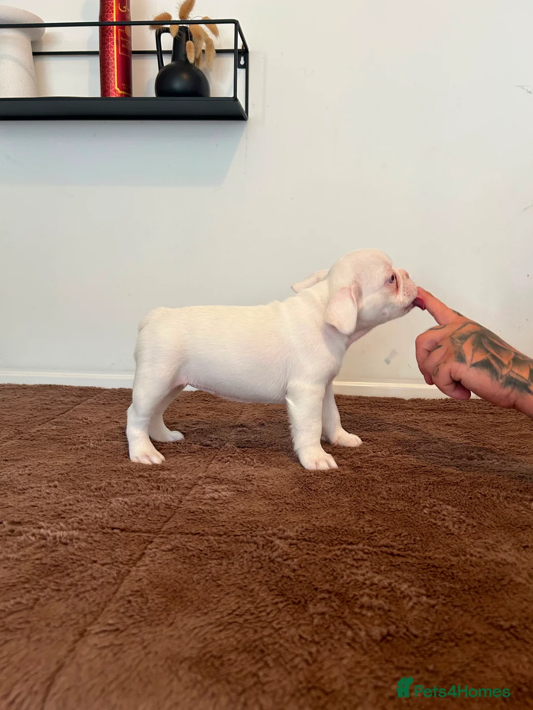 French Bulldog dogs for sale: French bulldog puppies  - Advert 2