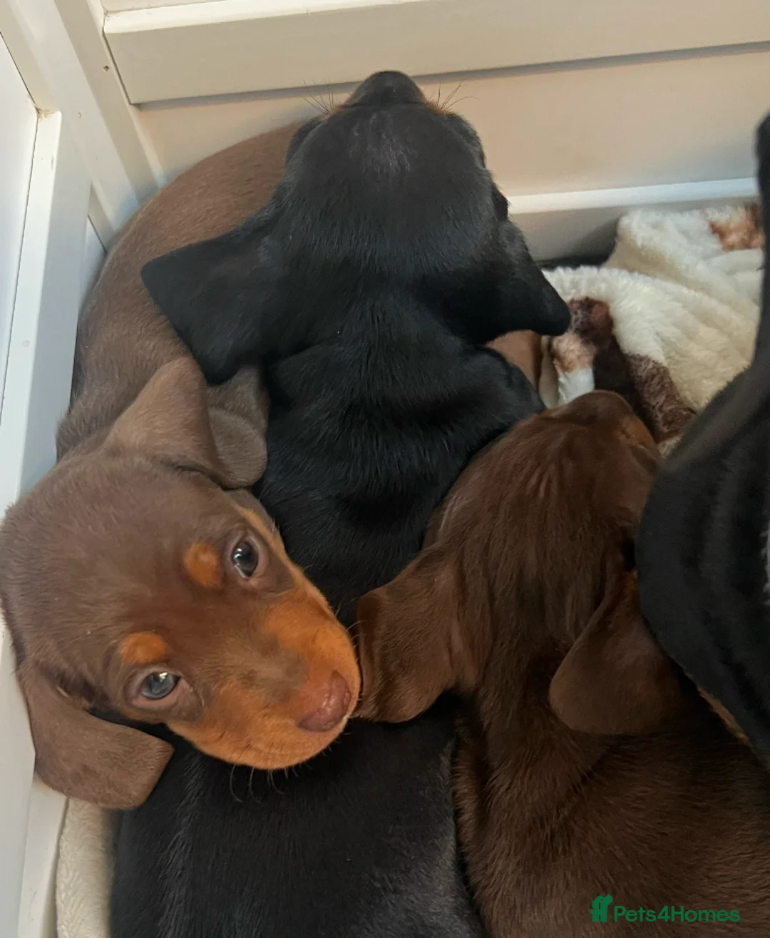 Miniature Dachshund dogs for sale: Miniature dachshunds - 2 little boys available - Advert 1