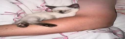 Mixed Breed cats for sale: Ragdoll x siamese in Melksham - Advert 9