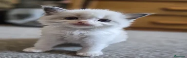 Ragdoll Kitten 4
