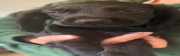 Cocker Spaniel dogs for sale: Beautiful cocker spaniel puppies  - Advert 22