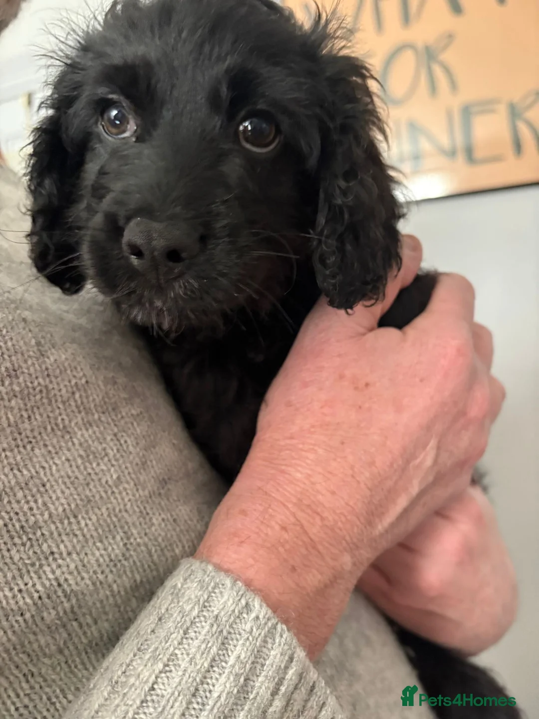 Cavapoo dogs for sale: Cavapoo puppies - 2 boys and 1 girl  - Advert 12