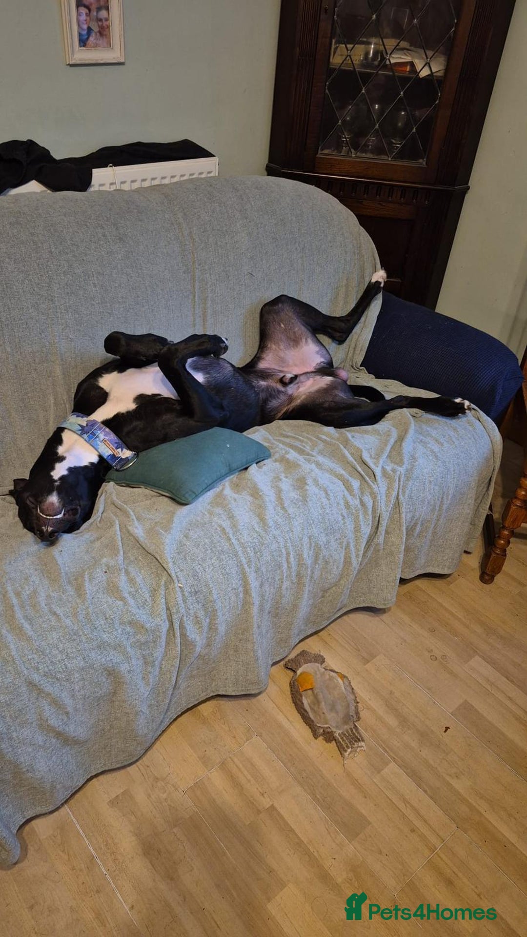 Lurcher dogs for sale: Lurcher - Advert 5