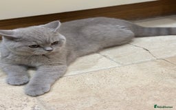 British Shorthair cats for sale: READY NOW - Lilac, BiColours & Colourpoint  - Image 29