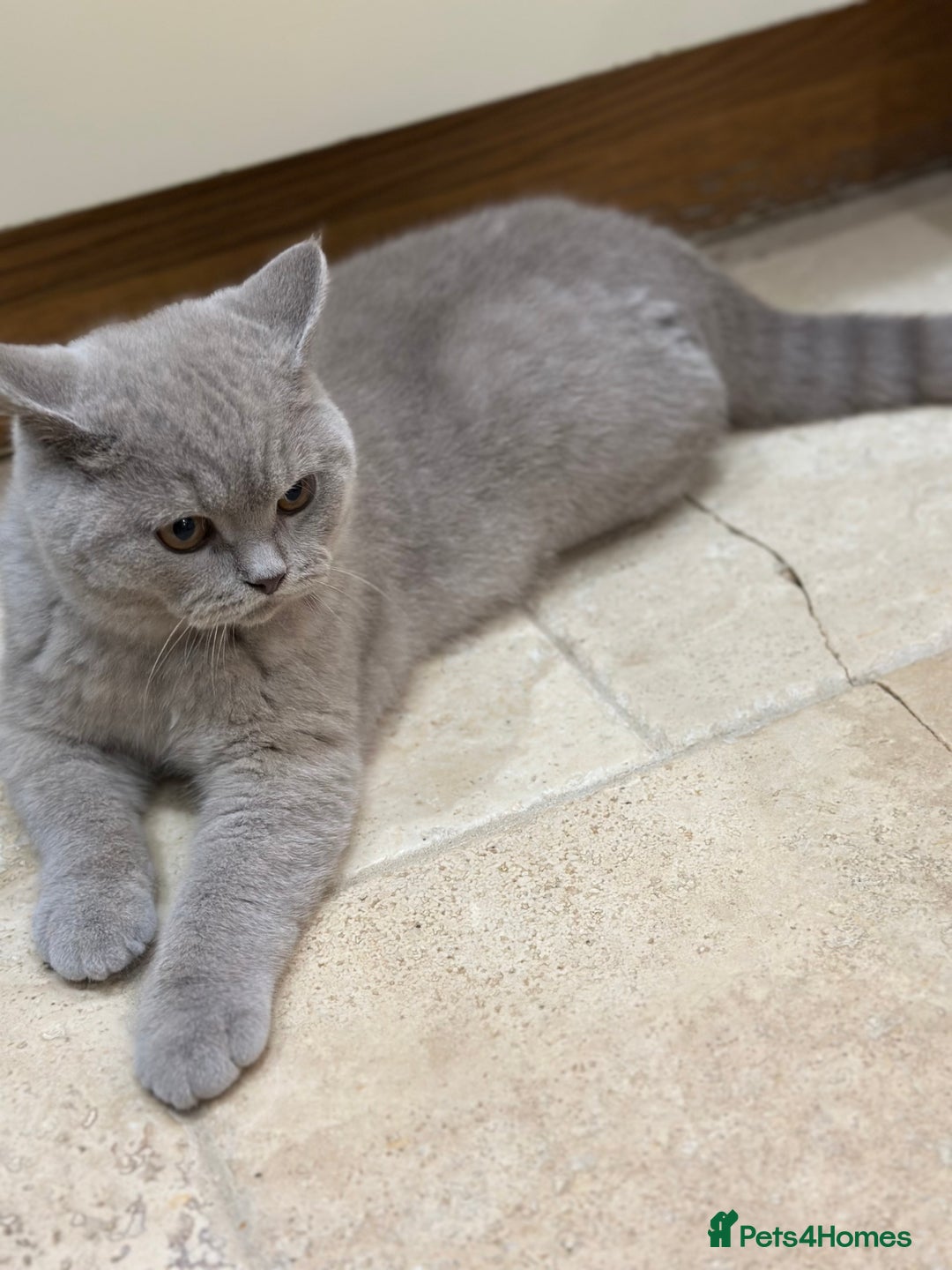 British Shorthair cats for sale: READY NOW - Lilac, BiColours & Colourpoint  - Image 29