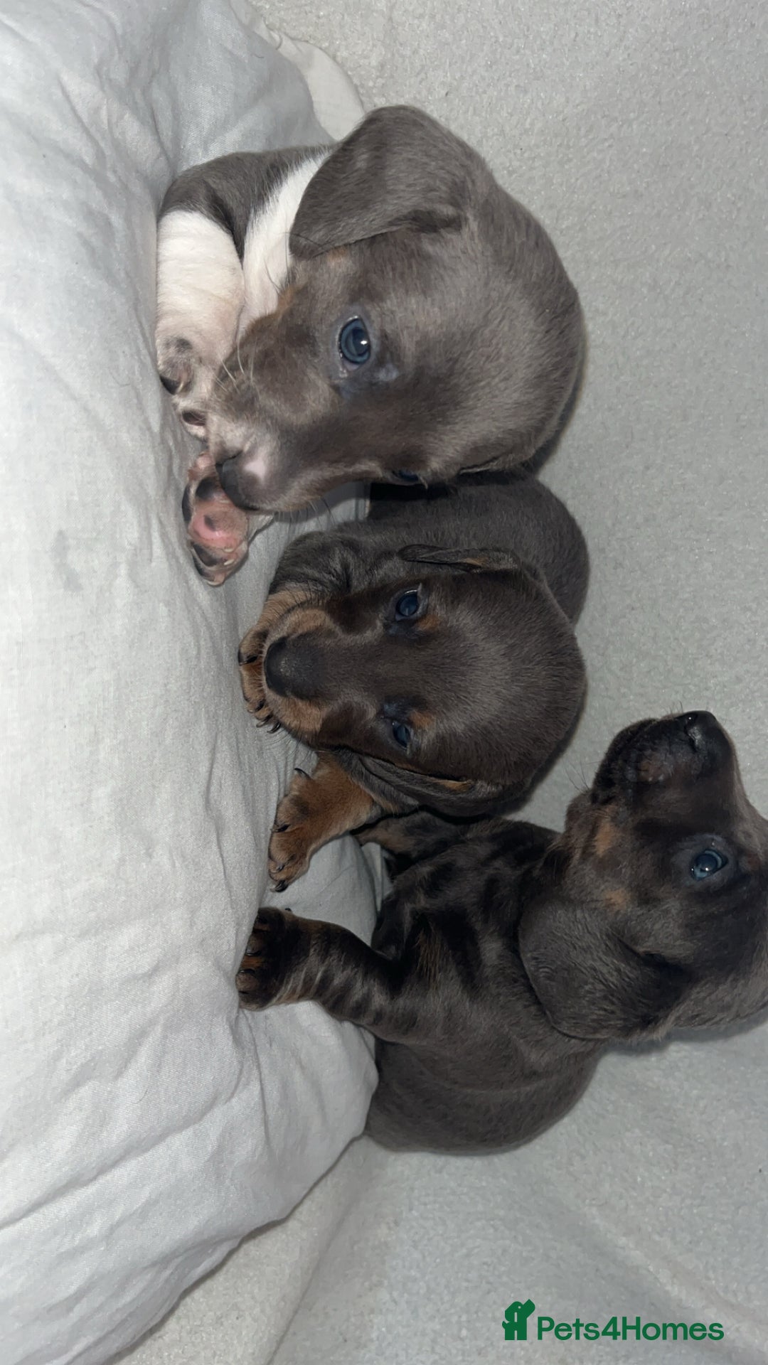 Dachshund dogs for sale: Gorgeous miniature dachshunds  - Image 2