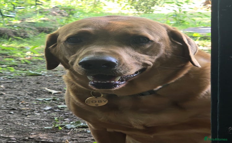 Labrador Retriever dogs - Advert 2