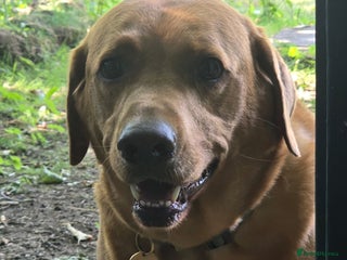 Labrador Retriever dogs - Advert 4