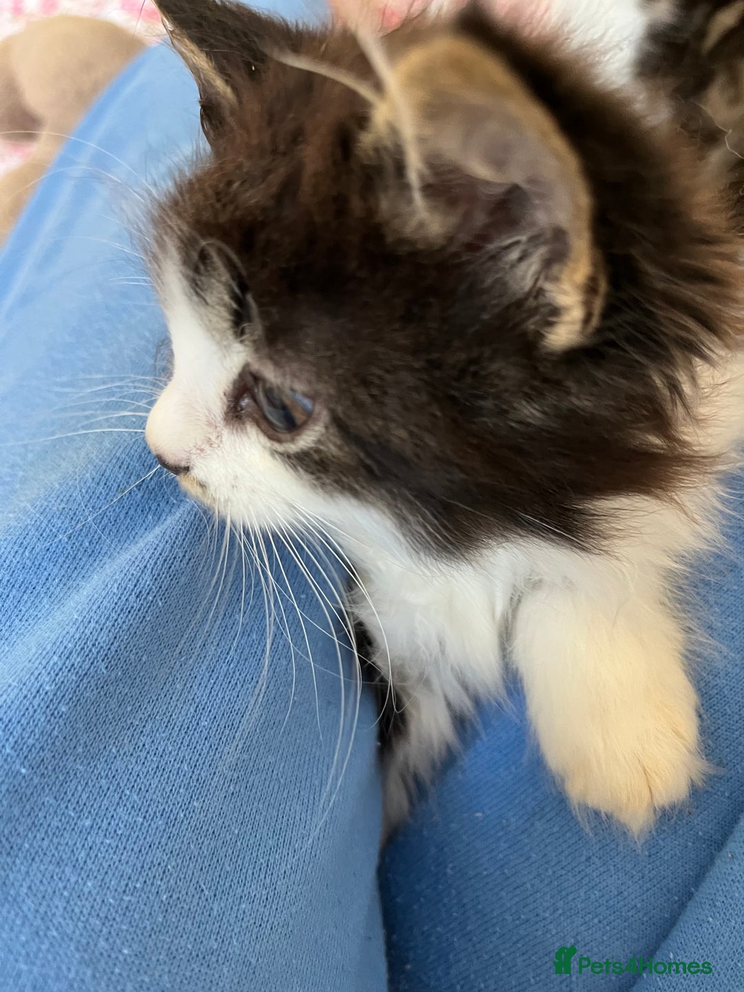 British Shorthair cats for sale: Make kitten aged 12 weeks .  - Image 7