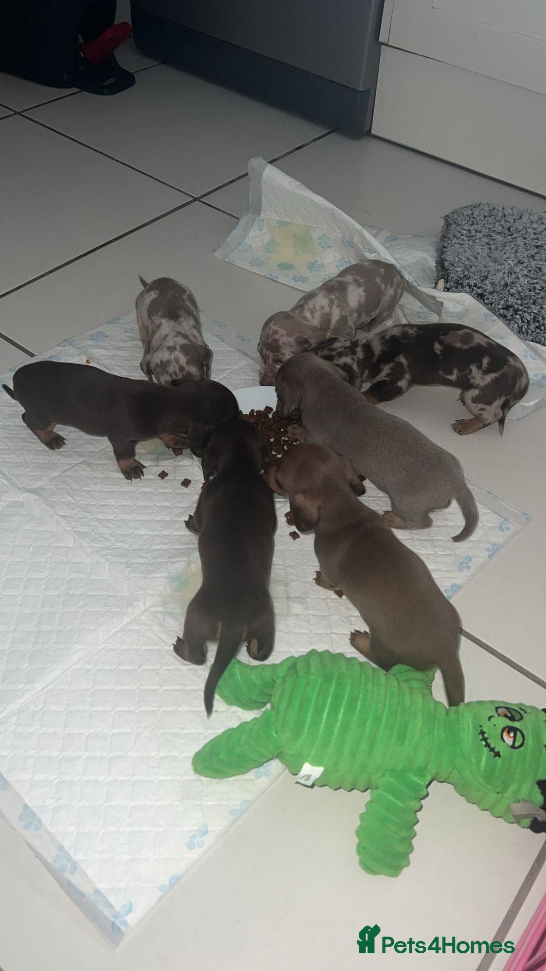 Miniature Dachshund dogs for sale: Miniature Dachshund Puppies - Image 5