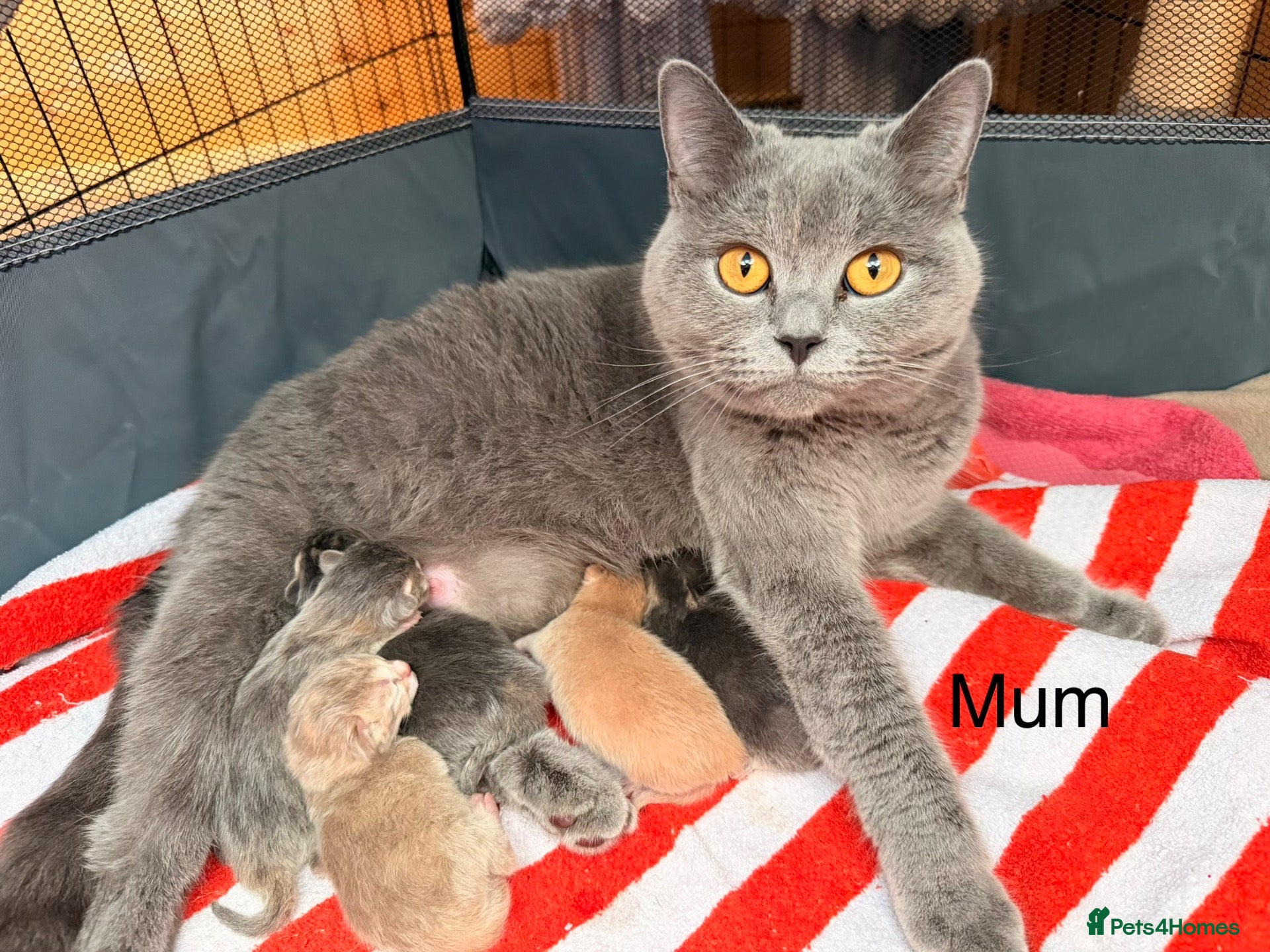 Mixed Breed cats Lovely British Shorthair and Abyssian mix kittens - Advert 1