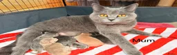 Mixed Breed cats for sale: Lovely British Shorthair and Abyssian mix kittens in Livingston - Advert 1