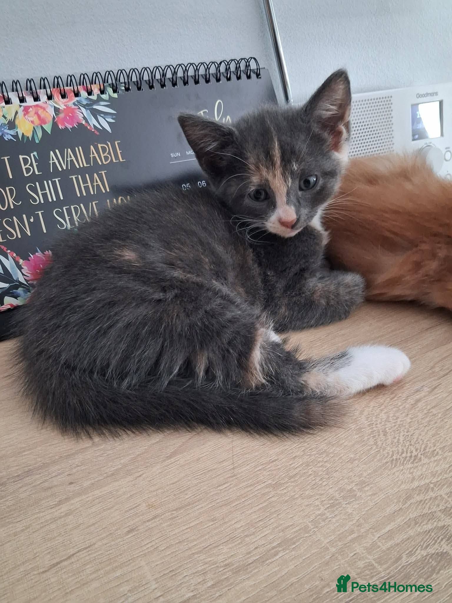 Mixed Breed cats Jessie for adoption - Advert 1