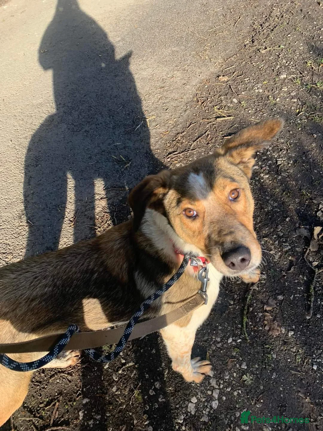 Mixed Breed dogs for adoption: Meet Jiji, currently residing in Cheshire  in Nantwich - Advert 2