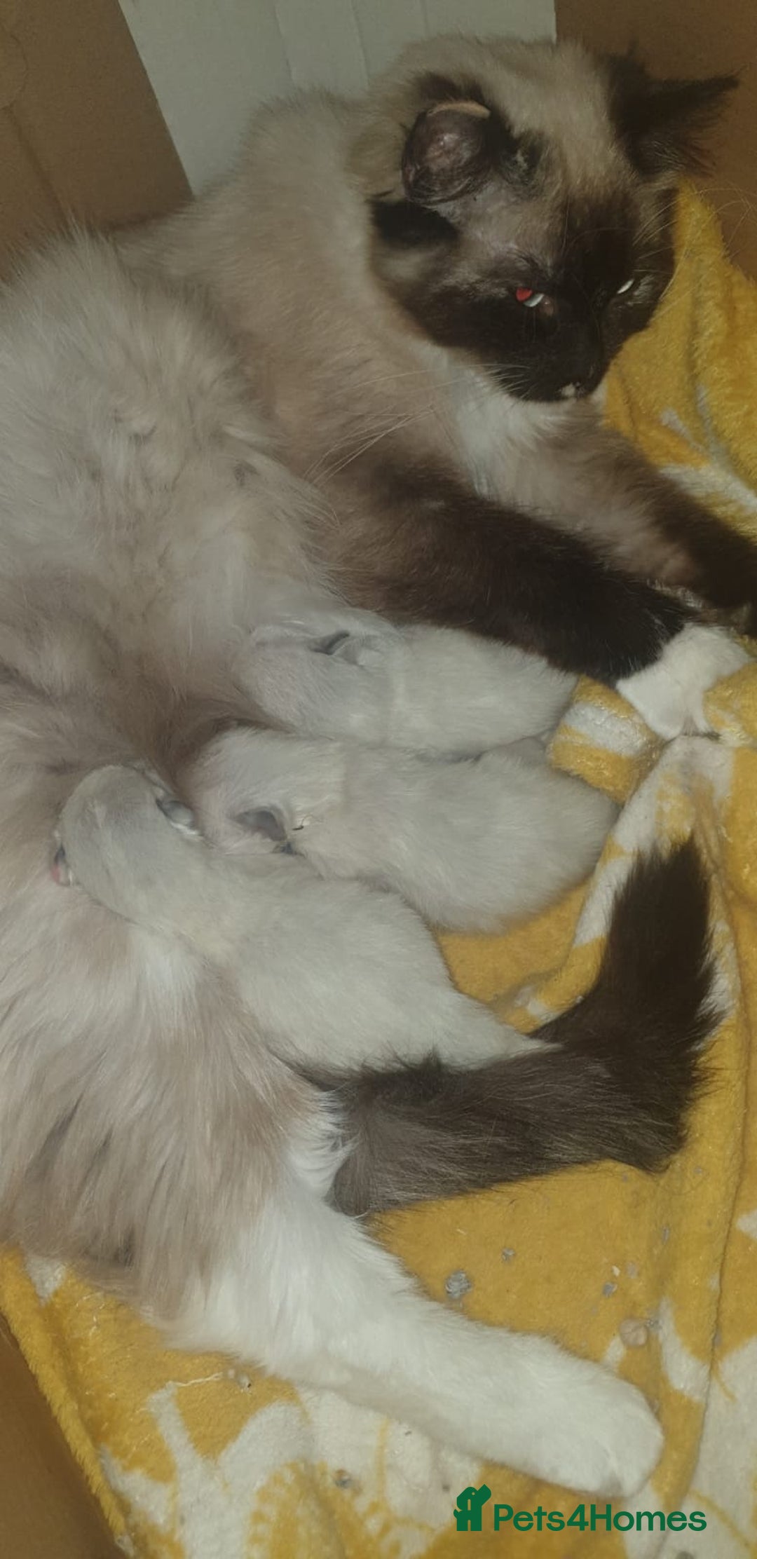 Ragdoll cats for sale: 💖Beautiful GCCF Registered Ragdoll Kittens. - Image 10