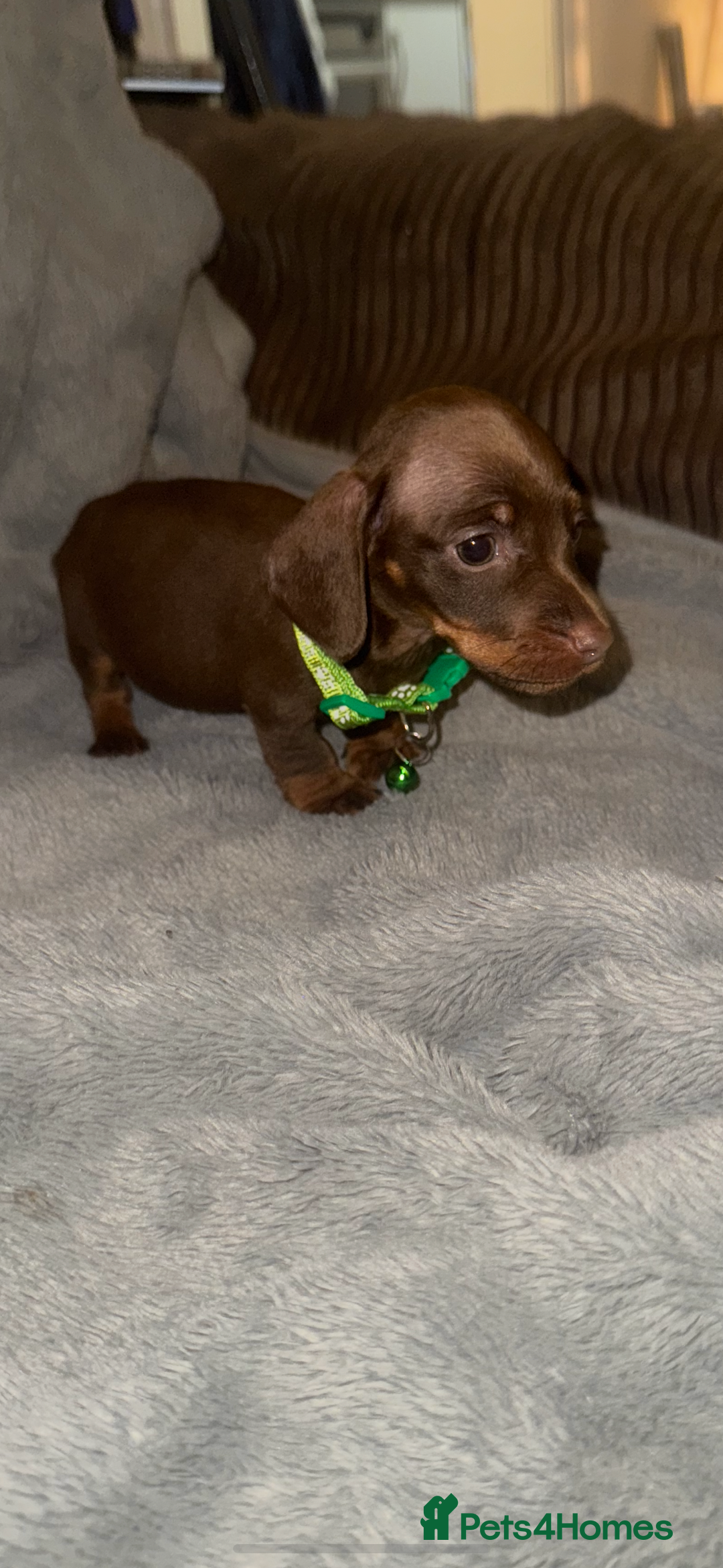 Miniature Dachshund dogs for sale: Miniature dachshund  - Advert 11