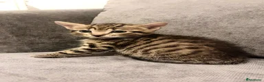 Tortoiseshell boy