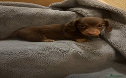 Dachshund dogs for sale: Chocolate tan dachshund  - Image 1
