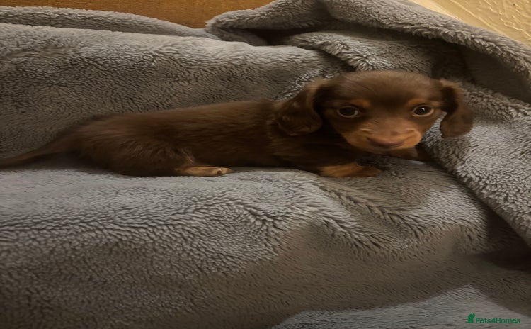 Dachshund dogs - Advert 1