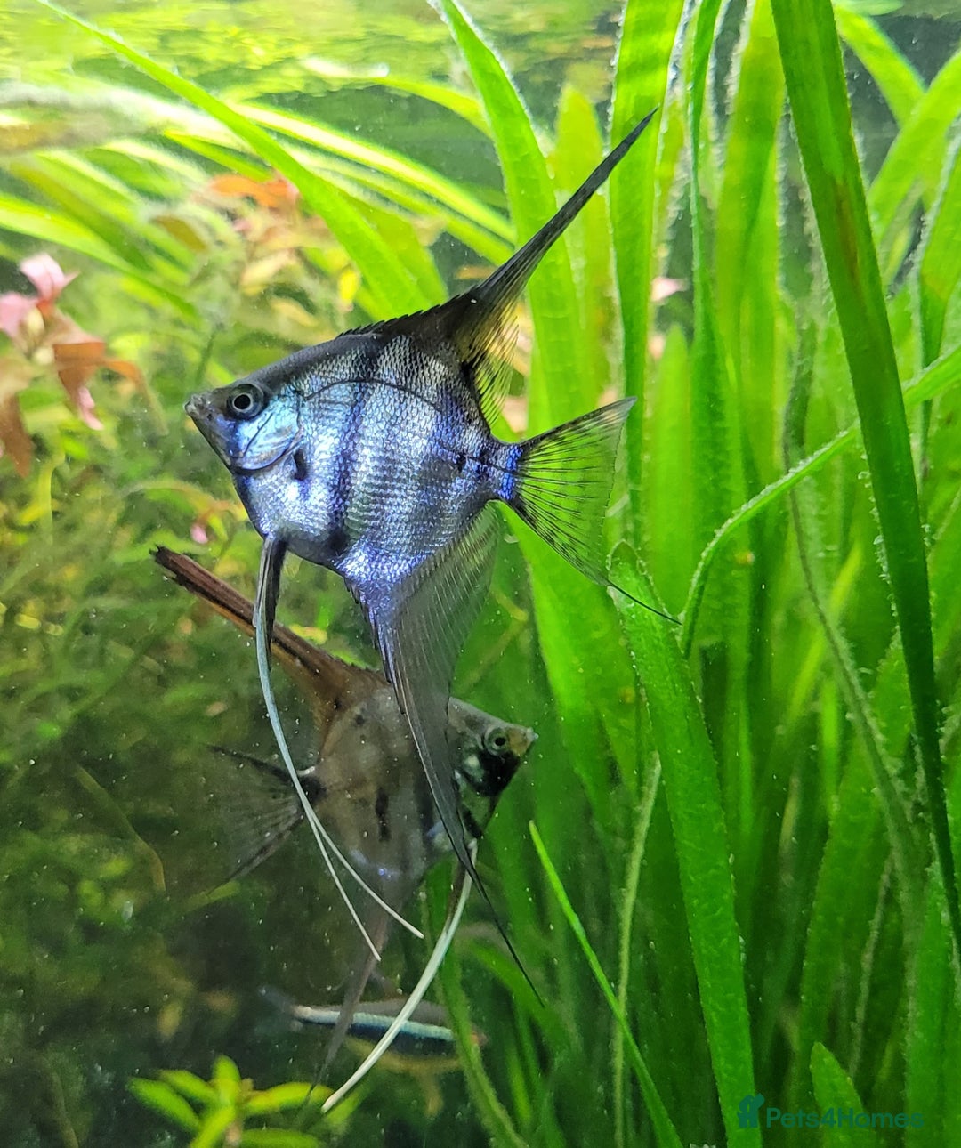 Angelfish fish for sale: Old school standard stripes Angel Fish - Advert 8