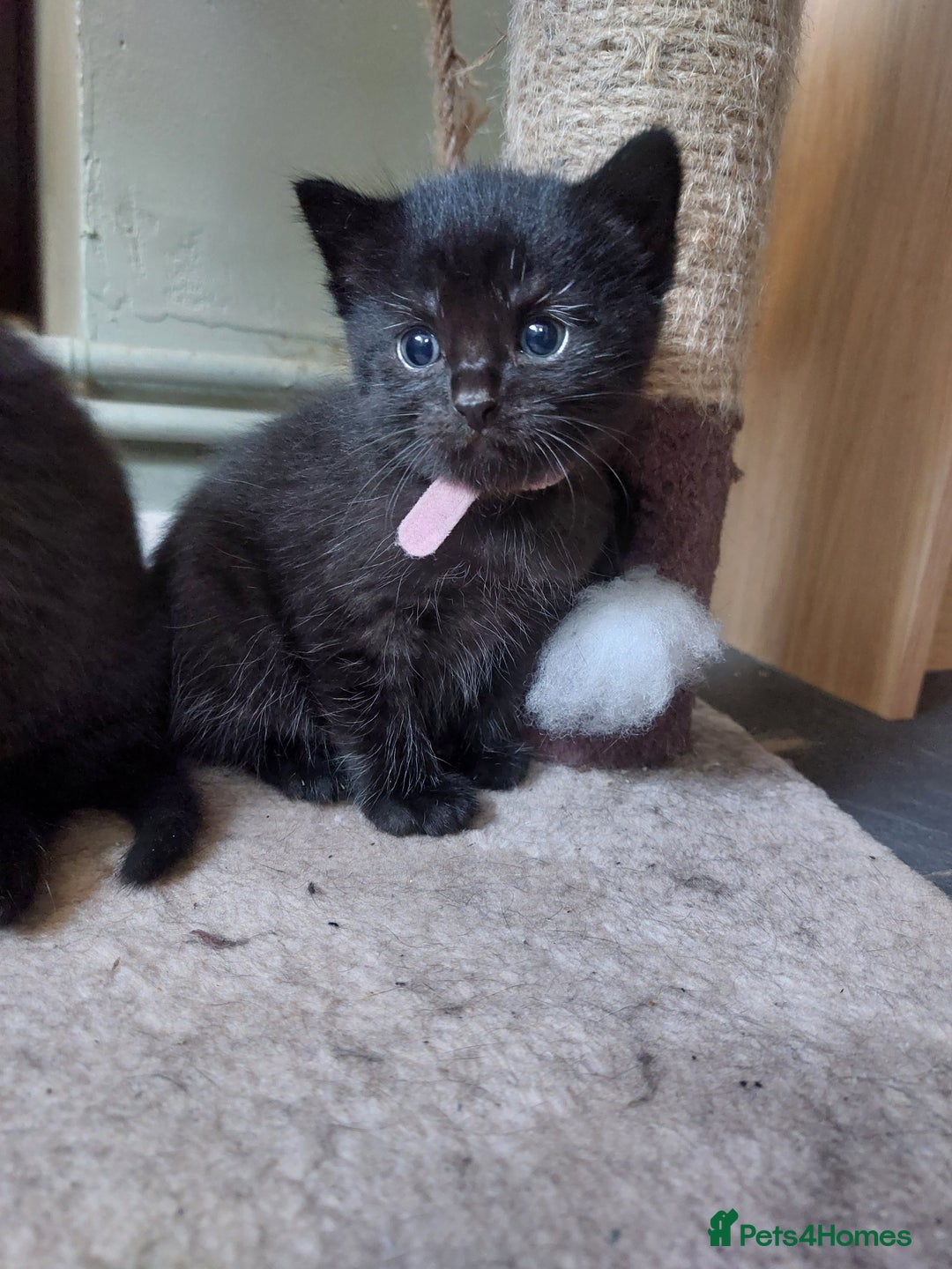 British Shorthair cats for sale: Black Kittens for sale  - Image 3