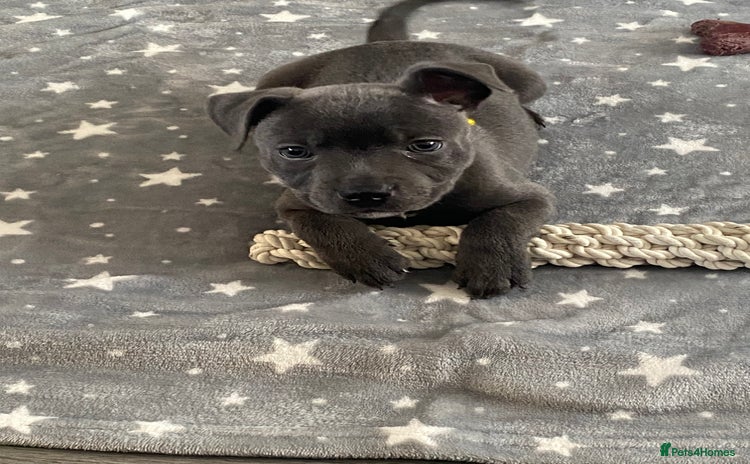 Staffordshire Bull Terrier dogs - Advert 5