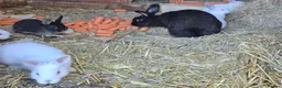 Mixed Breed rabbits for sale: Beautiful! in London - Advert 9