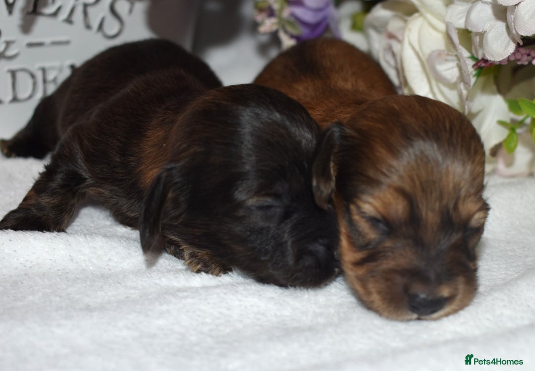 Miniature Dachshund dogs for sale: KC Long Coat Miniature Dachshund Puppies - Image 7