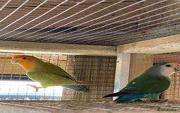 Lovebirds birds for sale: Lovebirds x 8 - Image 6