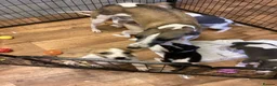 Whippet dogs for sale: Whippet  - Advert 22