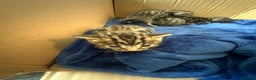 Bengal cats for sale: Silver Purebreed Bengals - Advert 5