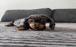 Miniature Dachshund dogs for sale: BEAUTIFUL MINIATURE DACHSHUND PUPPIES ! - Image 2