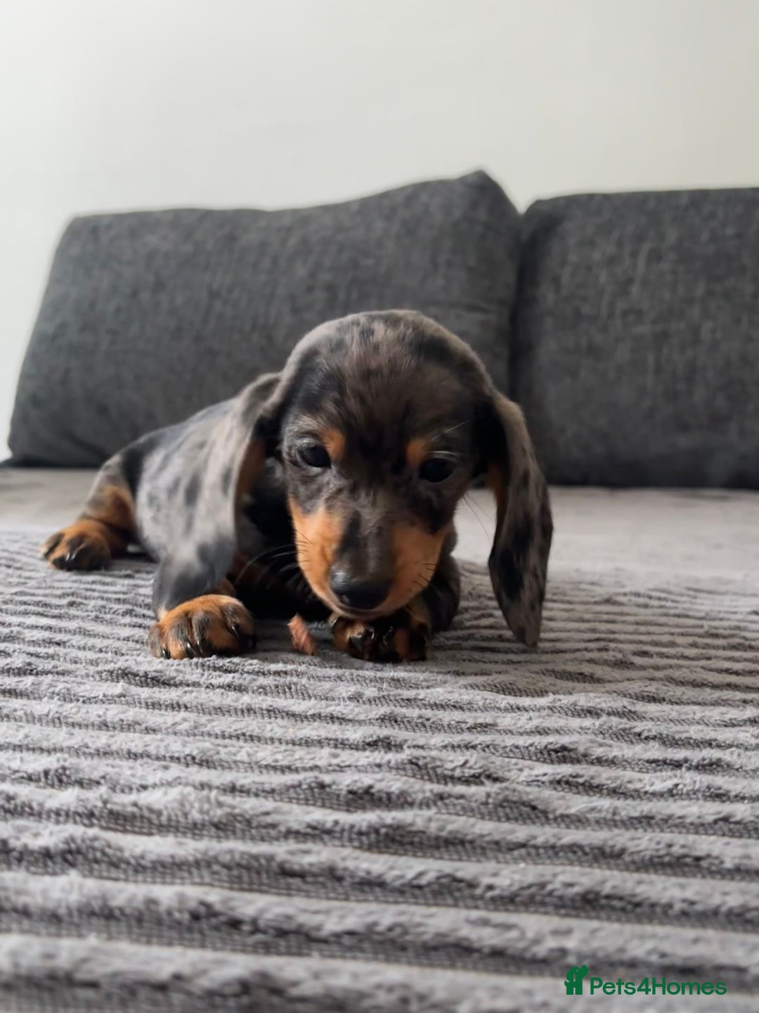 Miniature Dachshund dogs for sale: BEAUTIFUL MINIATURE DACHSHUND PUPPIES ! - Image 2
